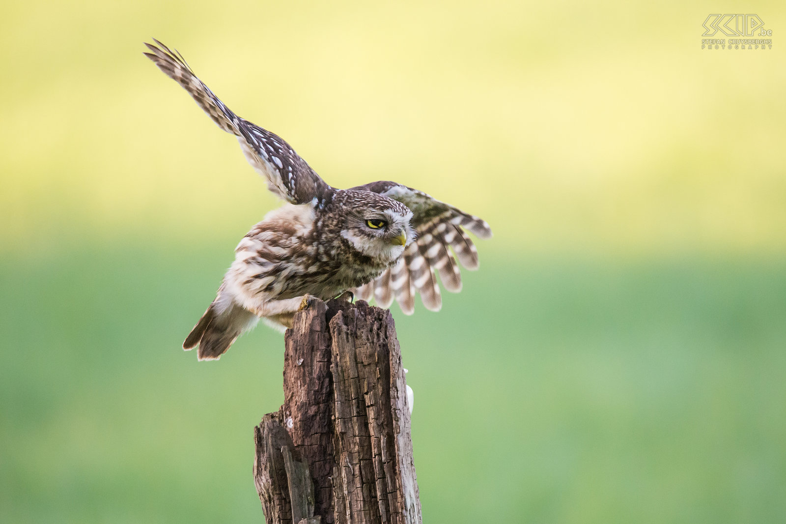 Steenuil De steenuil (Little owl, Athene noctua) is een van de kleinste uilen in de Lage Landen. Zoals de meeste uilen leeft de steenuil vooral 's nachts en komt hij voor in een breed scala aan habitatten waaronder landbouwgrond, bos, heide, ... De steenuil voedt zich met insecten en kleine zoogdieren zoals muizen.<br />
 Stefan Cruysberghs